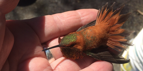 Rufous Hummingbird Male