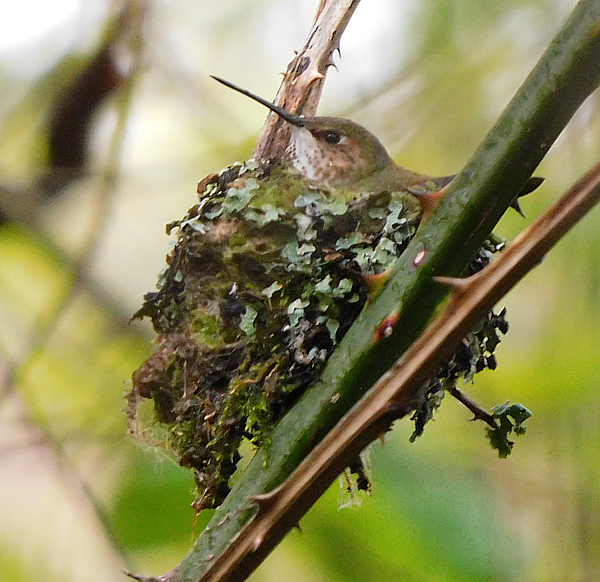 Rufous female on nest